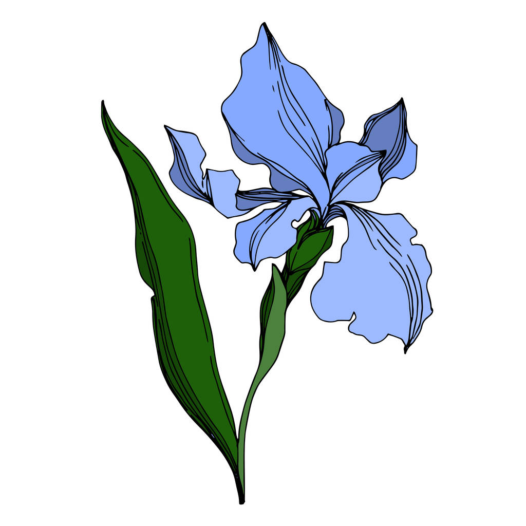 Fiori botanici floreali del vettore Iris. Bianco e nero inciso i
 - Vettoriali, immagini