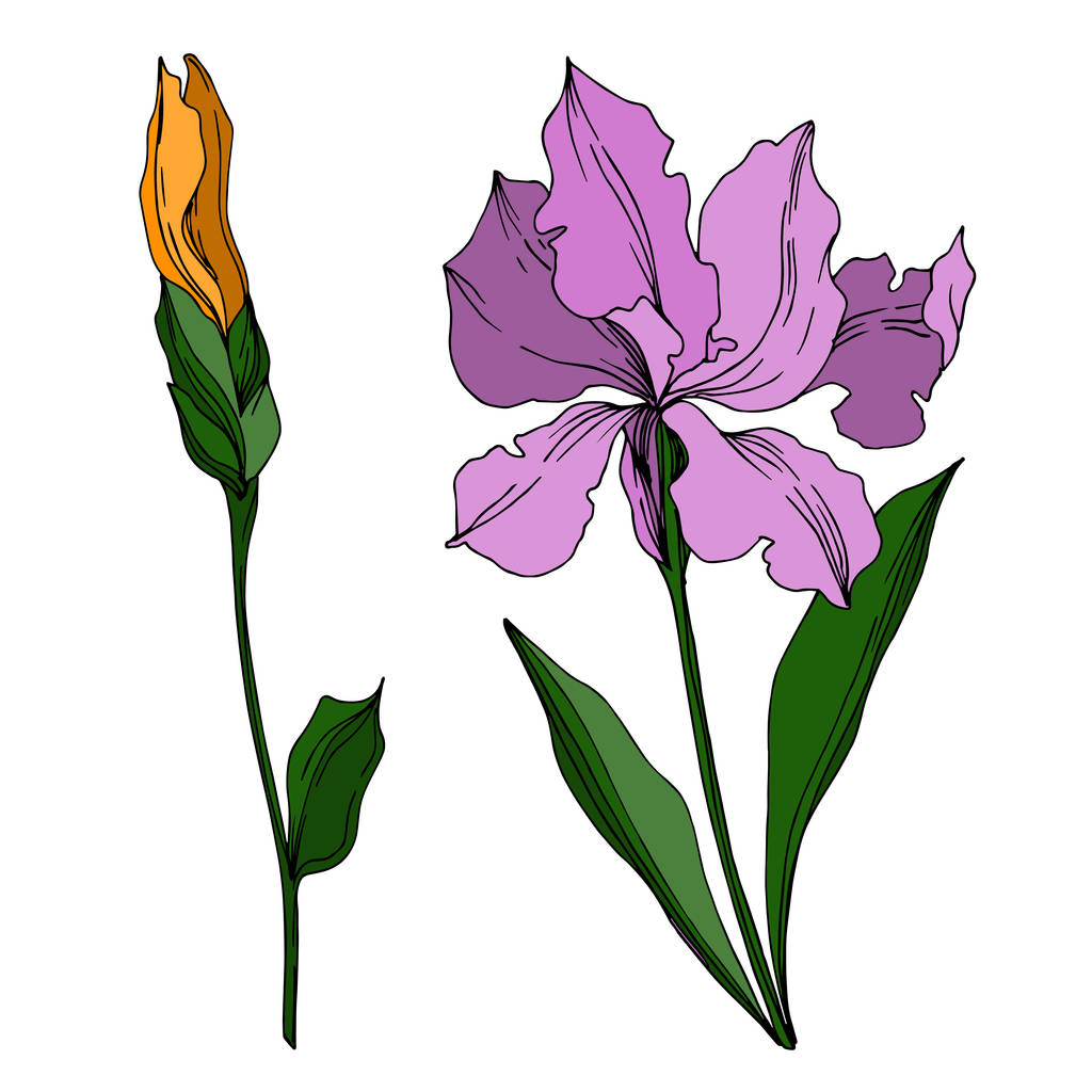 Vektorové květinové botanické květiny Iris. Černobílý rytý i - Vektor, obrázek