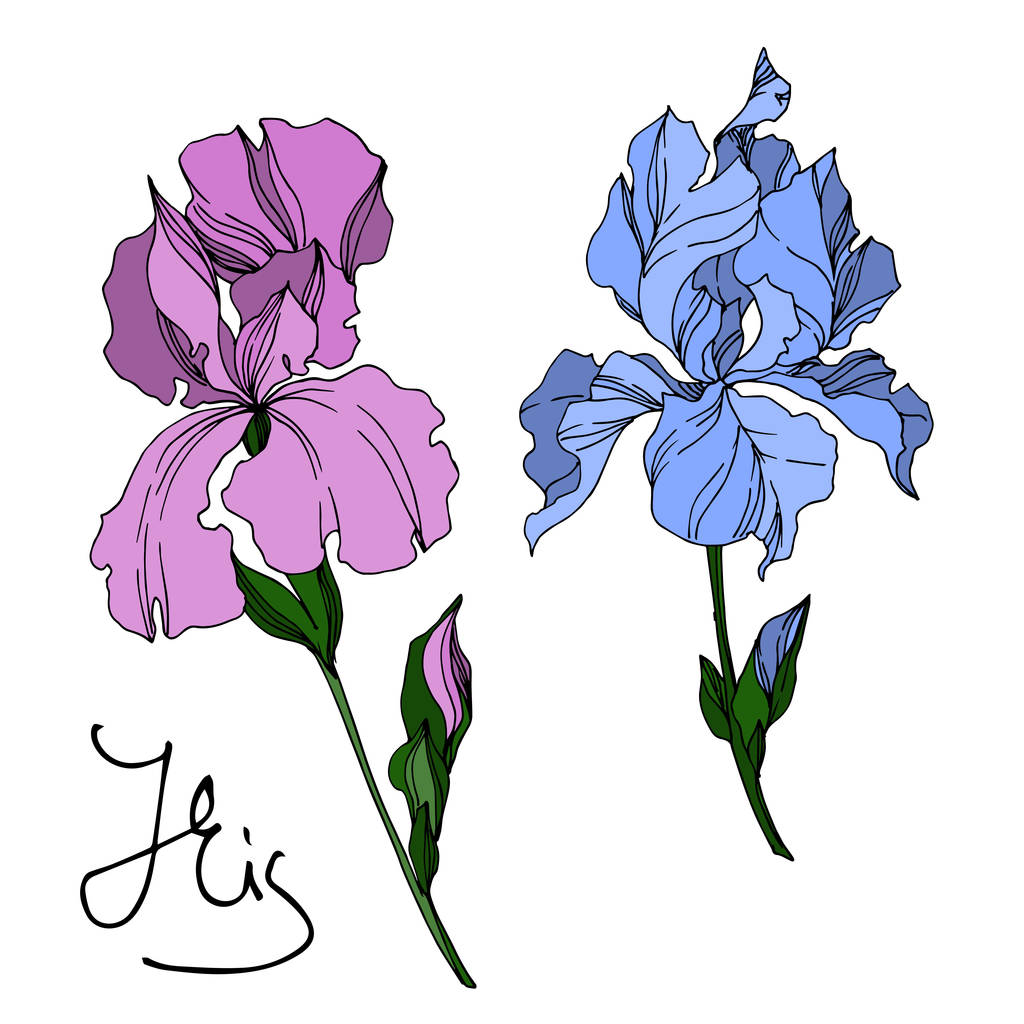 Fiori botanici floreali del vettore Iris. Bianco e nero inciso i
 - Vettoriali, immagini