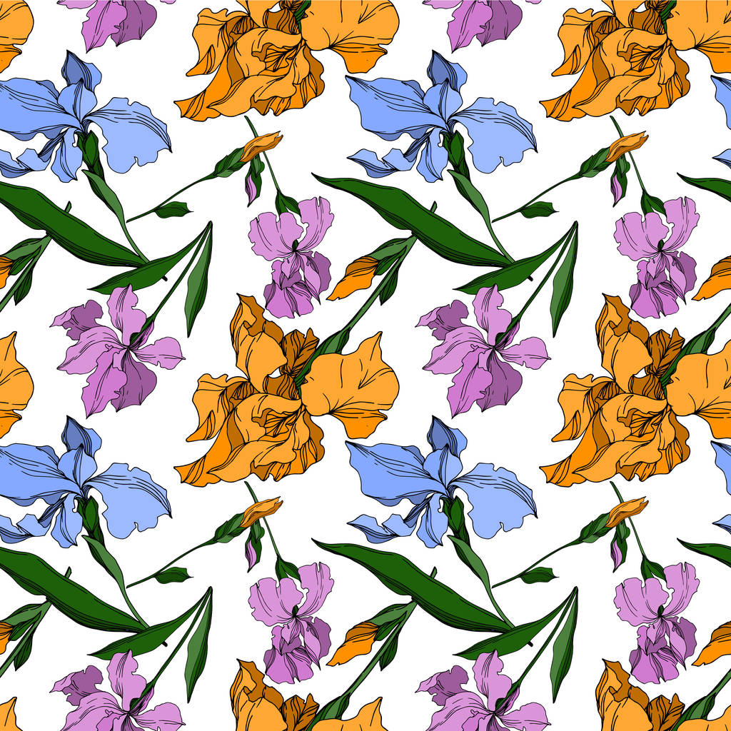 Vector Iris flores botânicas florais. Preto e branco gravado i
 - Vetor, Imagem