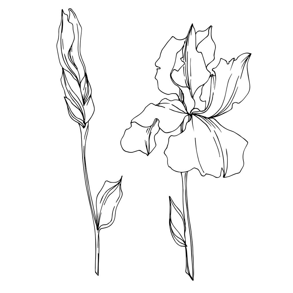 Vektör Iris çiçekli botanik çiçekleri. Siyah ve beyaz oymalı. - Vektör, Görsel