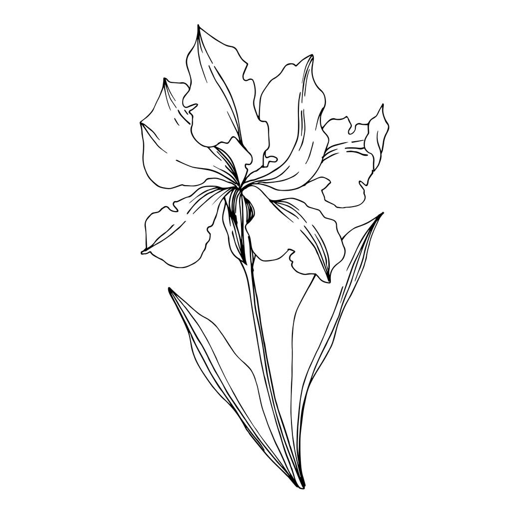 Vektori Iris kukka kasvitieteellinen kukkia. Musta ja valkoinen kaiverrettu i
 - Vektori, kuva