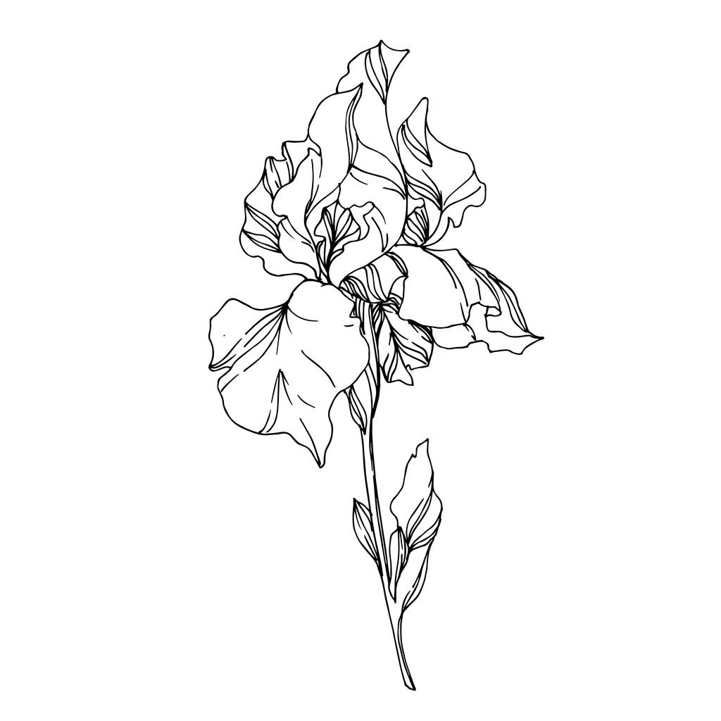Vector Iris flores botánicas florales. Negro y blanco grabado i
 - Vector, imagen