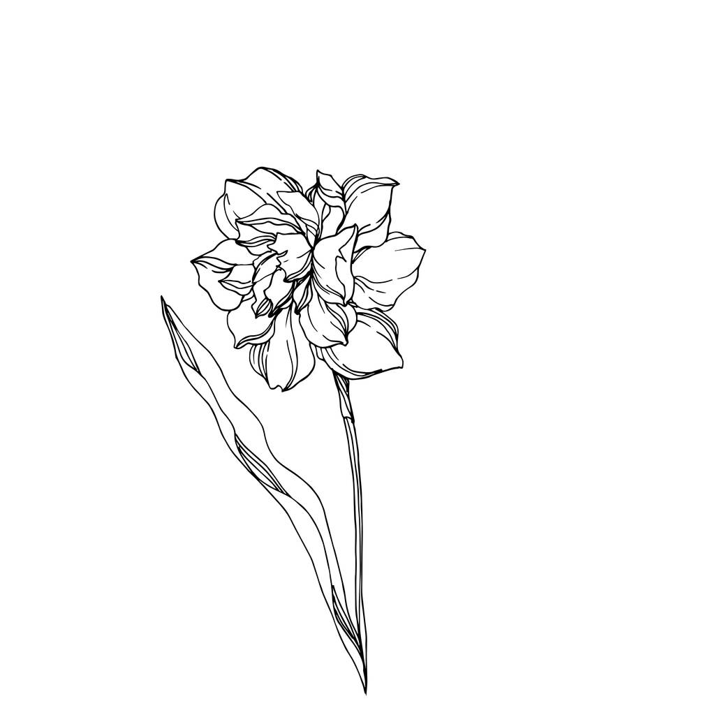 Vektör Narcissus çiçekli bitkisel çiçekler. Siyah ve Beyaz İnglia - Vektör, Görsel