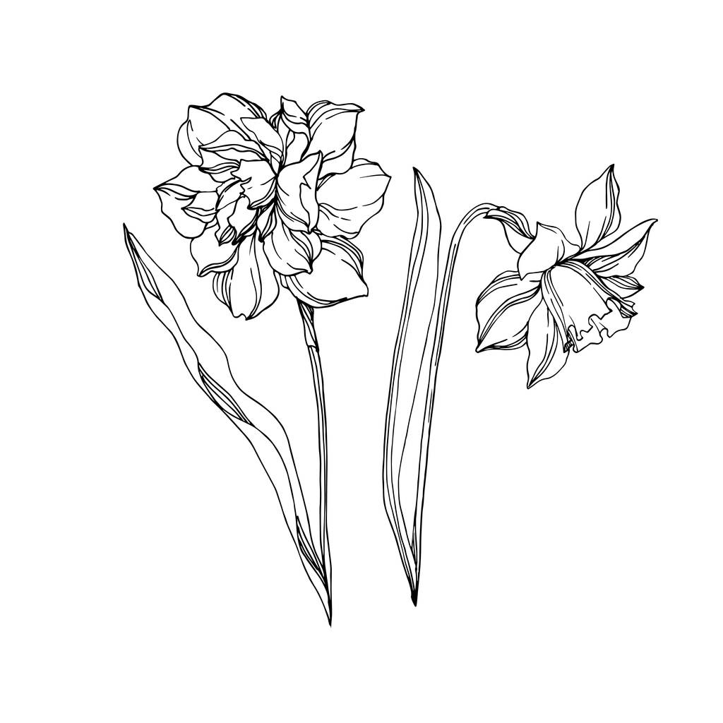 Vektör Narcissus çiçekli bitkisel çiçekler. Siyah ve Beyaz İnglia - Vektör, Görsel