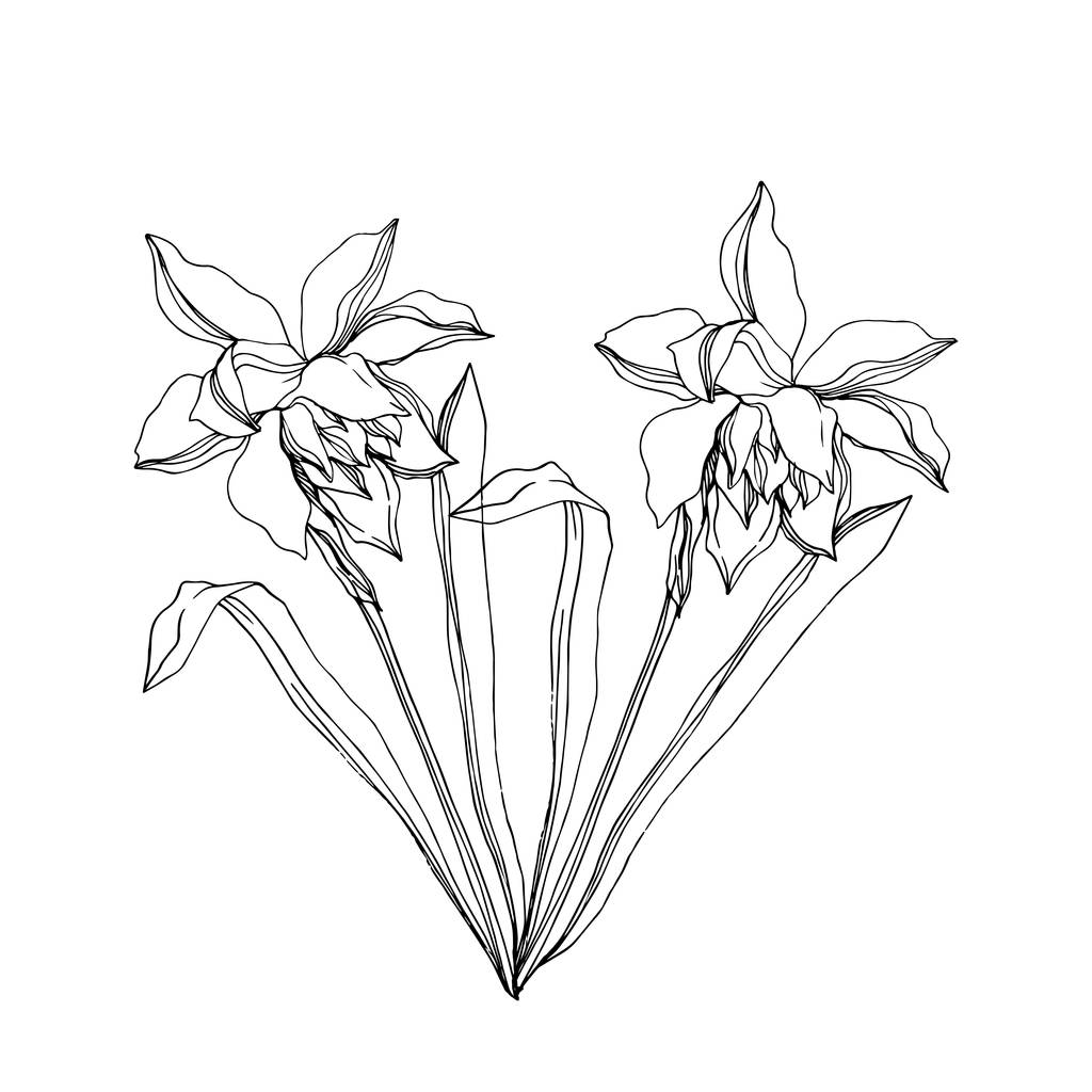 Διάνυσμα Νάρκισσος ανθικά βοτανικά λουλούδια. Μαύρο και άσπρο engra - Διάνυσμα, εικόνα