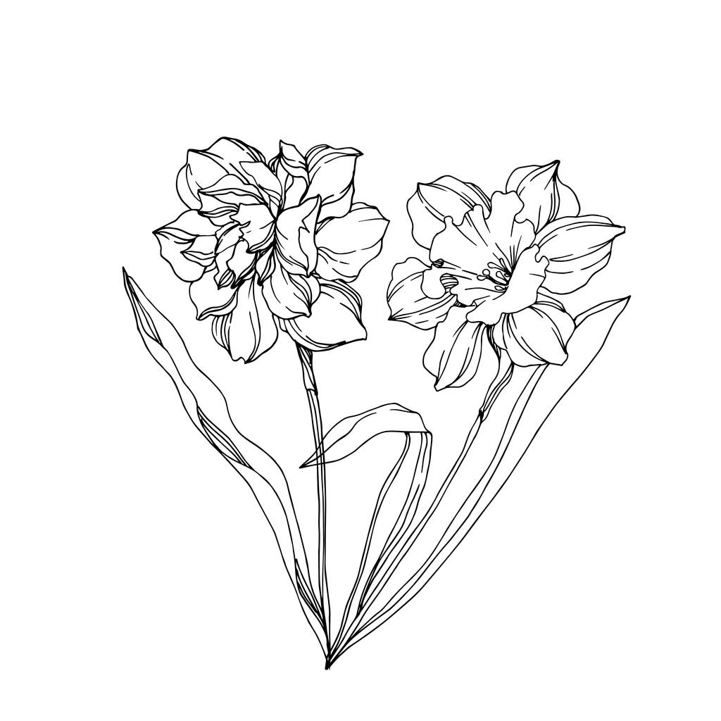 ベクトル・ナルシス花植物の花。黒と白のエングラ - ベクター画像