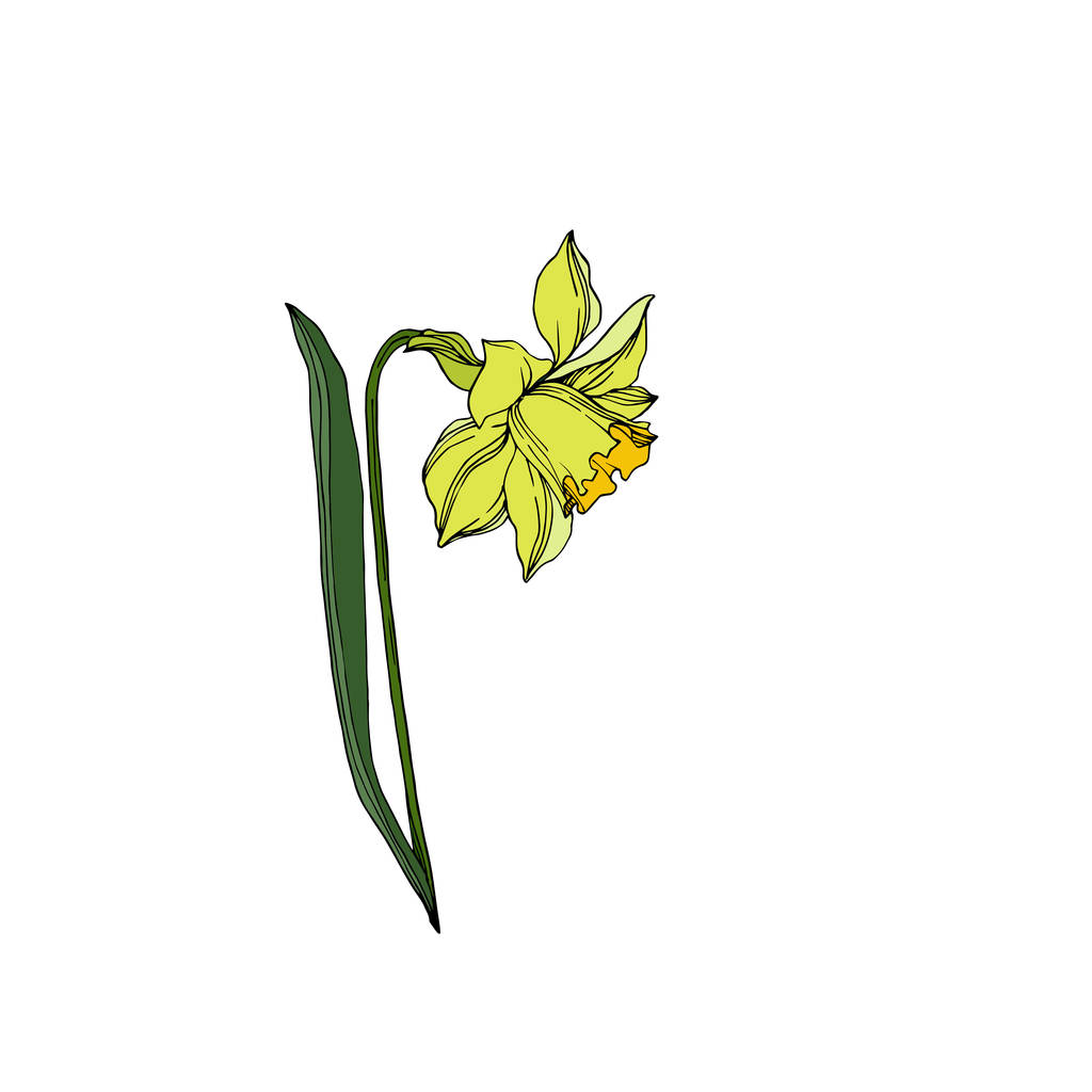Vetor Narciso flores botânicas florais. Engra preto e branco
 - Vetor, Imagem