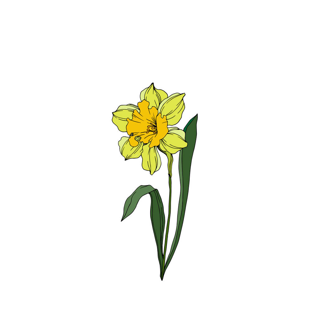 Vector Narcissus flores botánicas florales. Engra blanco y negro
 - Vector, Imagen