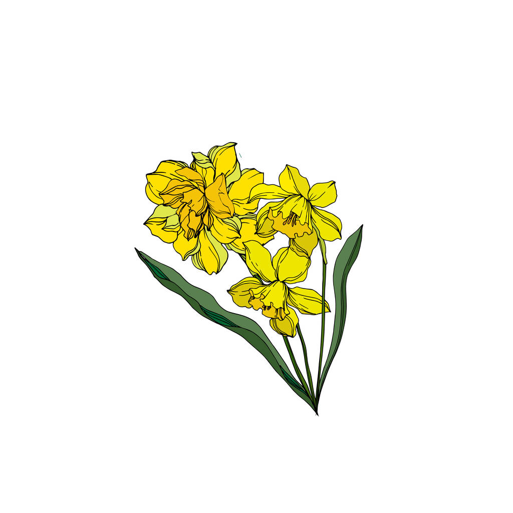 Vektor Narziss florale botanische Blumen. schwarz-weiße Engra - Vektor, Bild