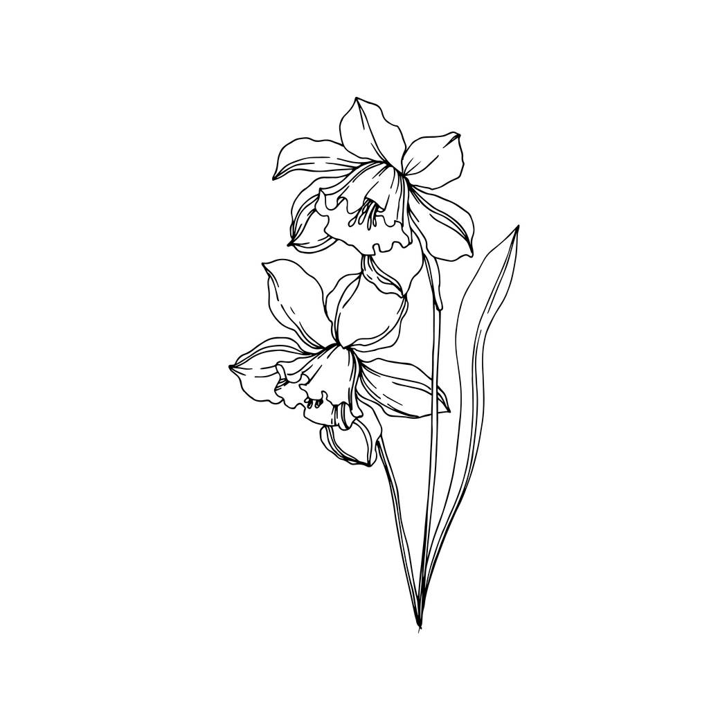Vektori Narcissus kukka kasvitieteellinen kukkia. Mustavalkoinen engra
 - Vektori, kuva