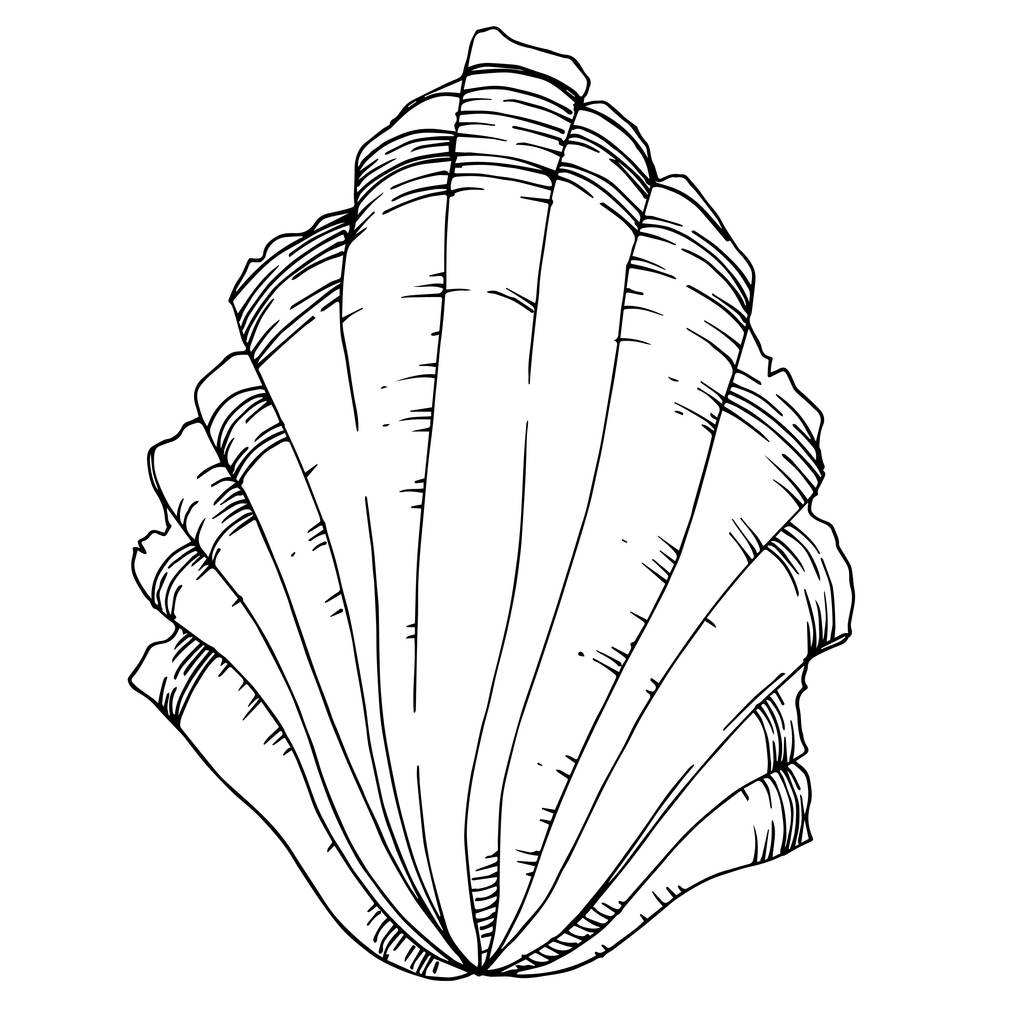 Διάνυσμα Summer Beach Seashell τροπικά στοιχεία. Μαύρο και άσπρο  - Διάνυσμα, εικόνα