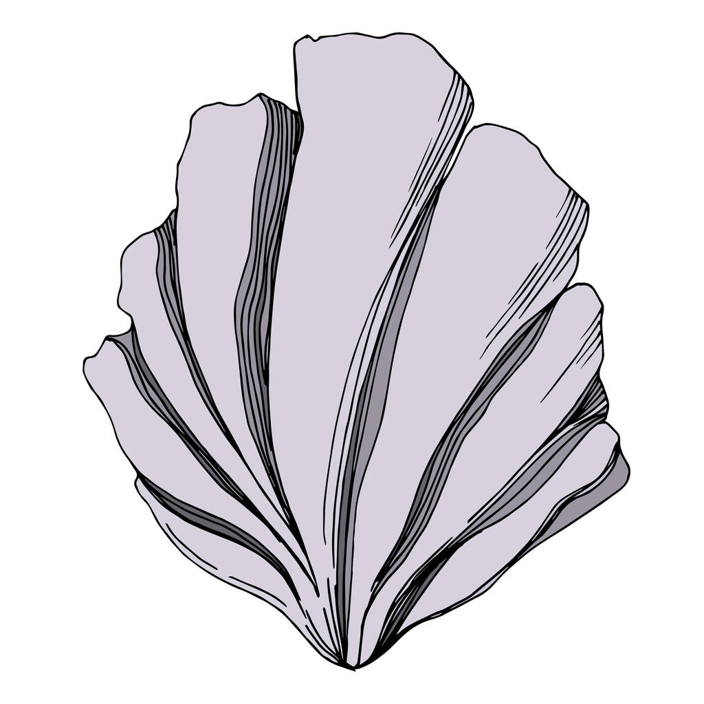 ベクトル夏のビーチ貝殻熱帯の要素。黒と白  - ベクター画像