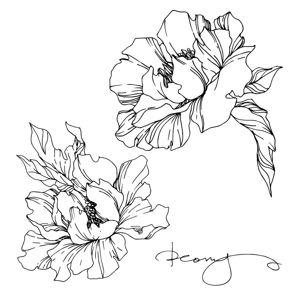Vector Peony flores botánicas florales. Grabado en blanco y negro
  - Vector, imagen