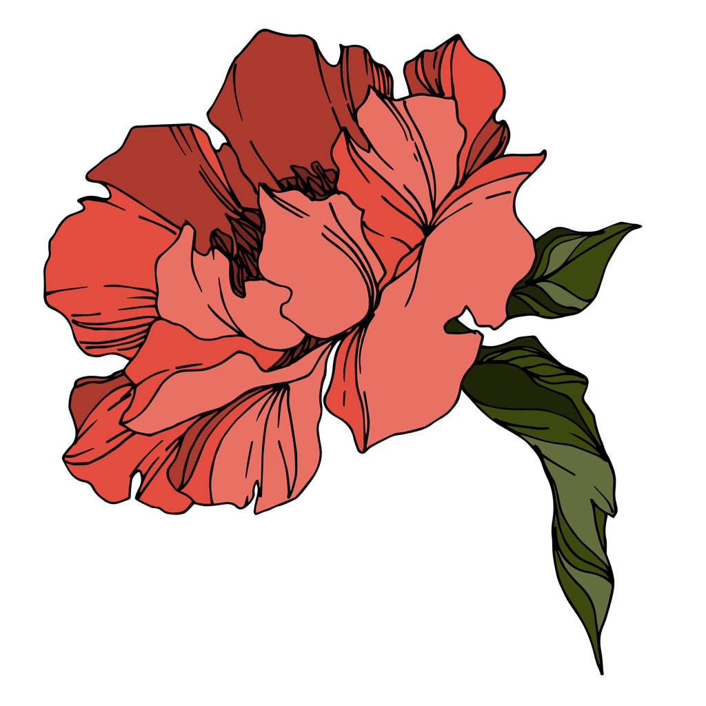 Vector Peony цветочные ботанические цветы. Чёрно-белая гравировка
  - Вектор,изображение