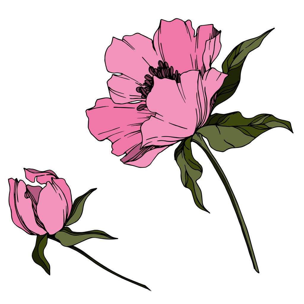 Vector Peony flores botánicas florales. Grabado en blanco y negro
  - Vector, Imagen