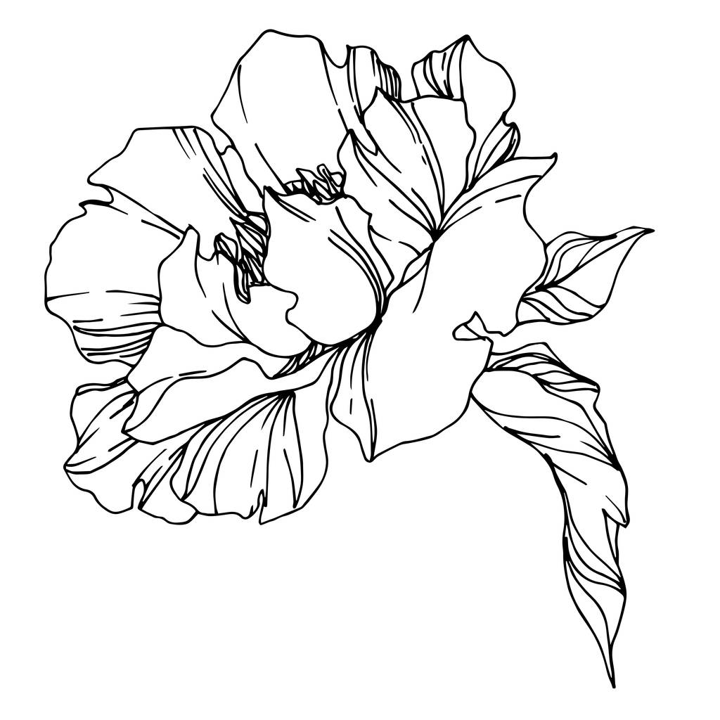 ベクトル牡丹の花植物の花 野生の春の葉の野生の花を隔離 黒と白の刻まインクアート 白い背景に孤立した牡丹のイラスト要素 ロイヤリティフリーの ベクターグラフィック画像