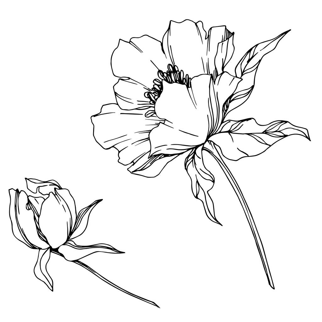 ベクトル牡丹の花植物の花 野生の春の葉の野生の花を隔離 黒と白の刻まインクアート 白い背景に孤立した牡丹のイラスト要素 ロイヤリティフリー のベクターグラフィック画像