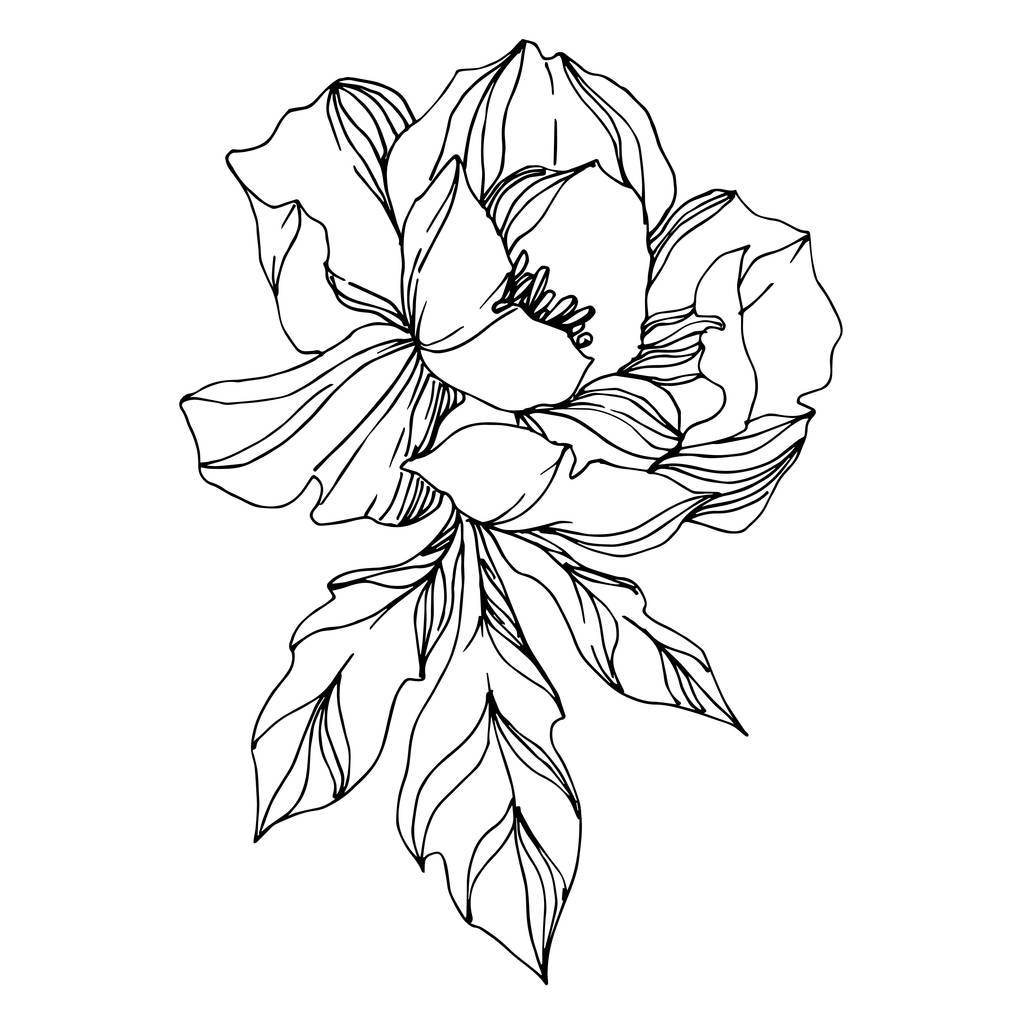 Vecteur Pivoine fleurs botaniques florales. Gravure noir et blanc
  - Vecteur, image