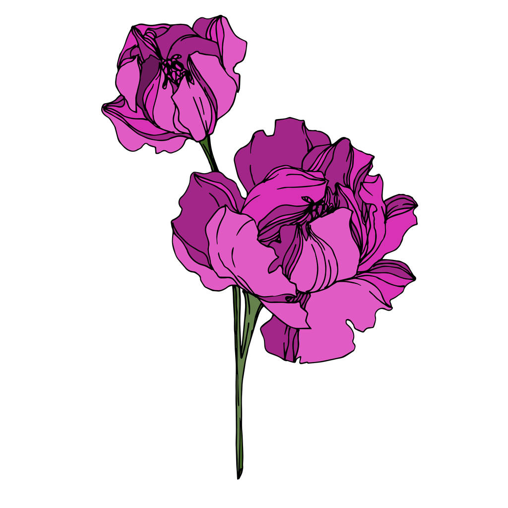 Vektor Pivoňka květinové botanické květiny. Černobílý rytý  - Vektor, obrázek