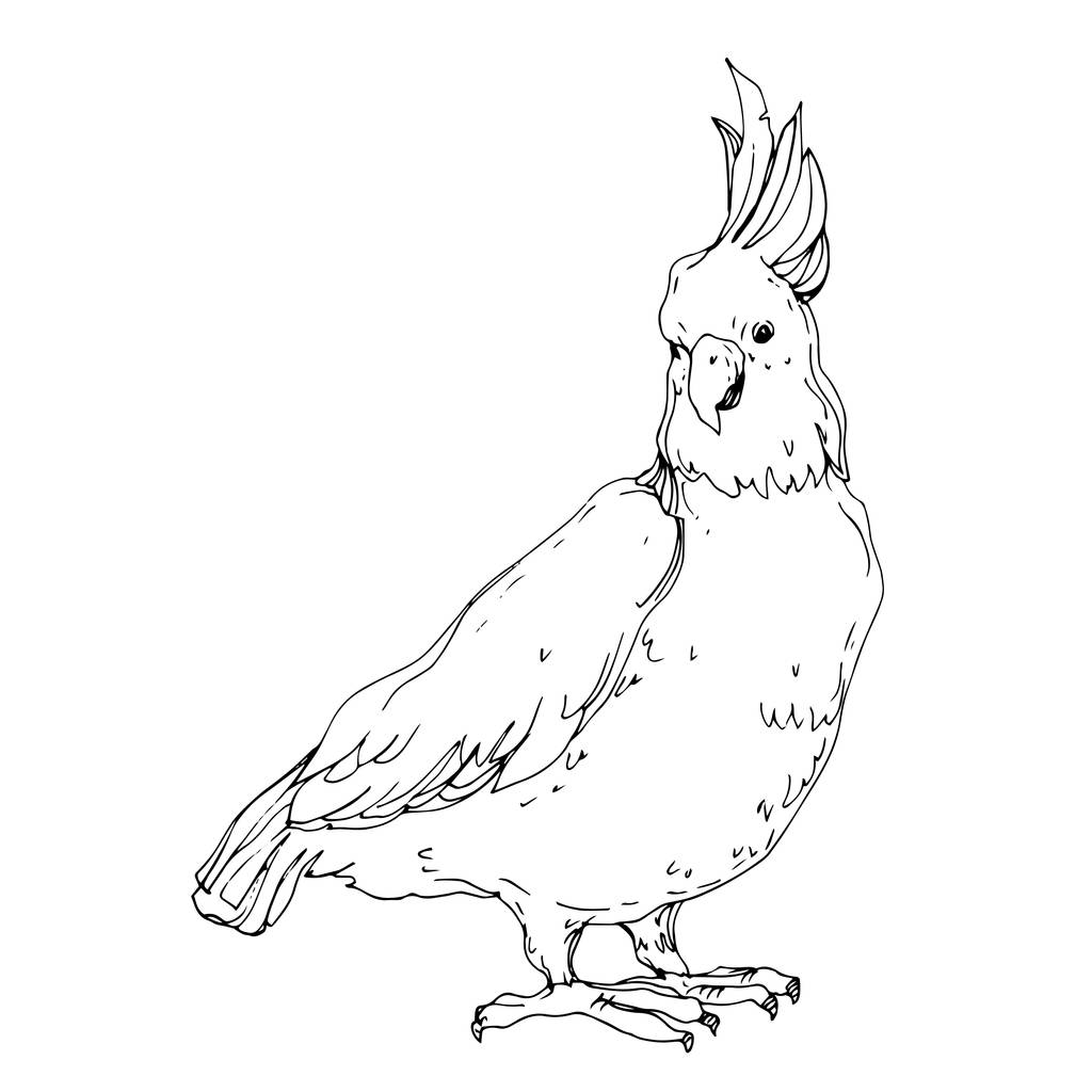 Vector Sky ptak kakadu w dzikiej przyrody odizolowany. Czerń i biel - Wektor, obraz