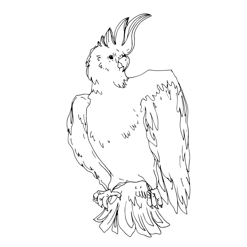 Vektor Himmelsvogel Kakadu in einer Tierwelt isoliert. schwarz-weiß - Vektor, Bild