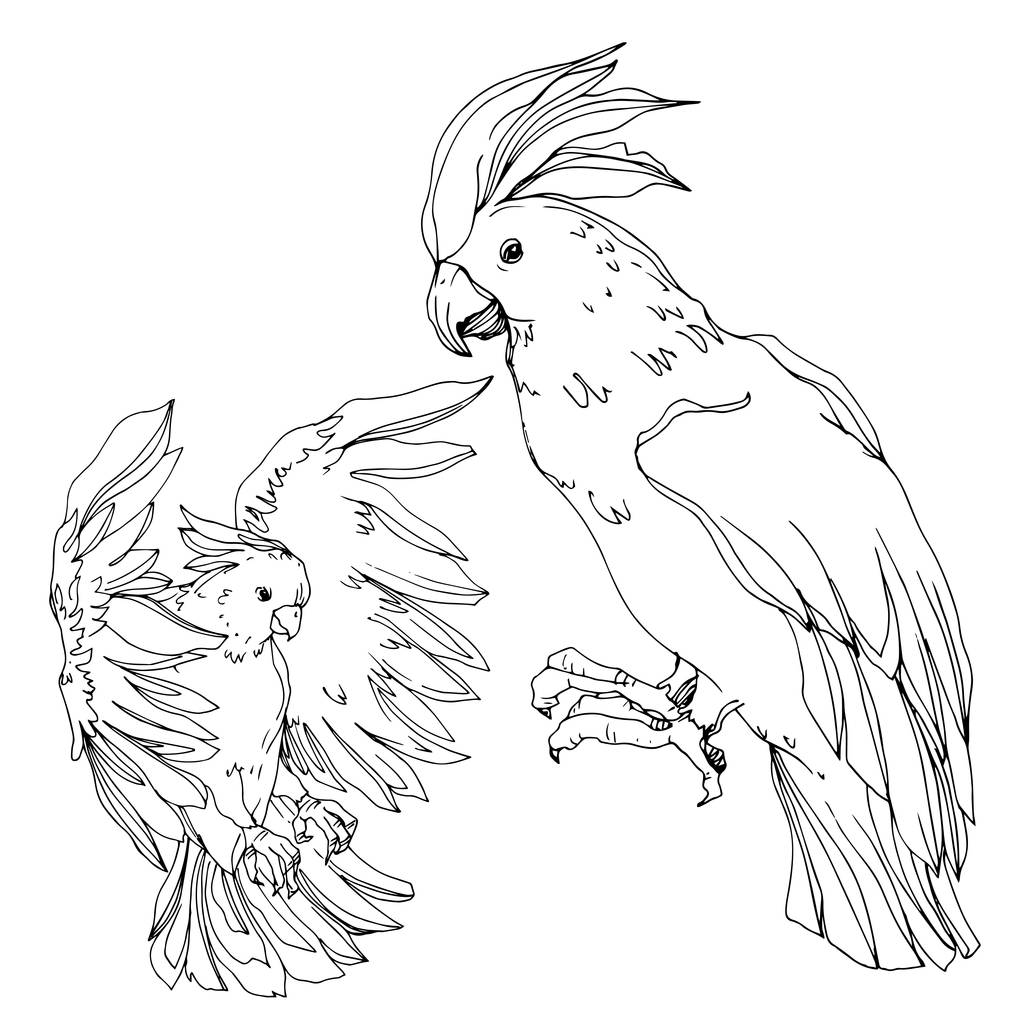Vector Sky pták kakadu v divočině izolované. Černá a bílá - Vektor, obrázek