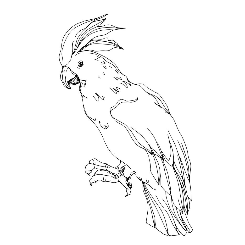 Vector Sky papağanı yalıtılmış bir yaban hayatında. Siyah ve beyaz - Vektör, Görsel