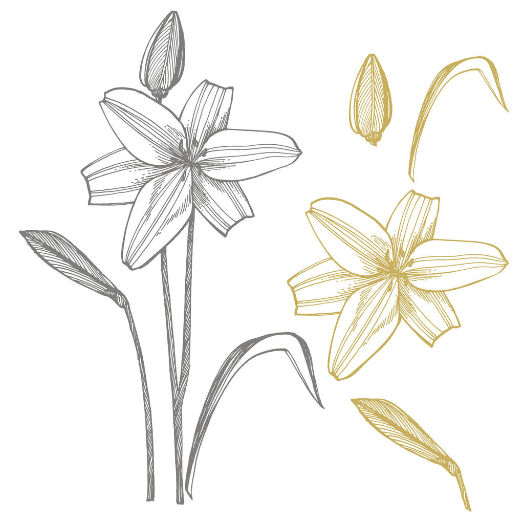 ユリの花植物のイラスト。化粧品、薬、治療、アロマセラピー、看護、パッケージデザイン、フィールドブーケハンド描かれた野生の干し草の花のために良い - ベクター画像
