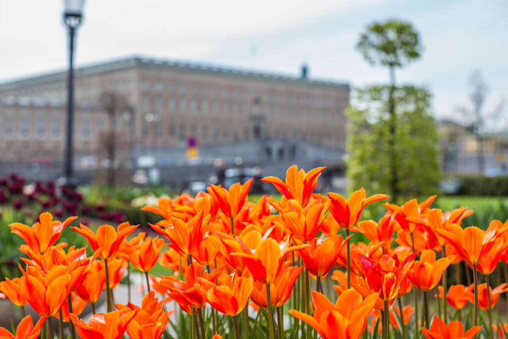 Belle tulipes orange au printemps le jour de mai à Stockholm avec le
  - Photo, image
