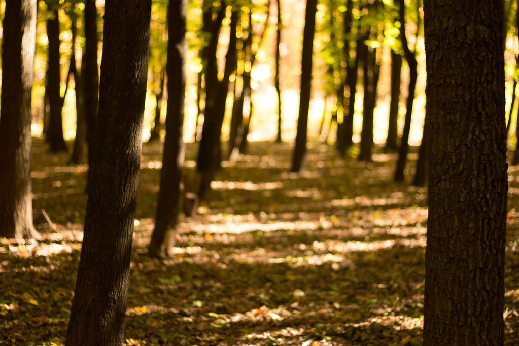 Φθινοπωρινό τοπίο στο δάσος κίτρινο. - Φωτογραφία, εικόνα