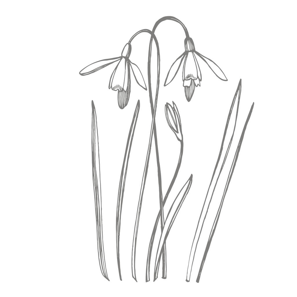 Schneeglöckchen Frühlingsblumen. botanische Pflanzenillustration. Vintage Heilkräuter Skizzenset mit Tusche handgezeichnete Heilkräuter und Pflanzen Skizze - Vektor, Bild
