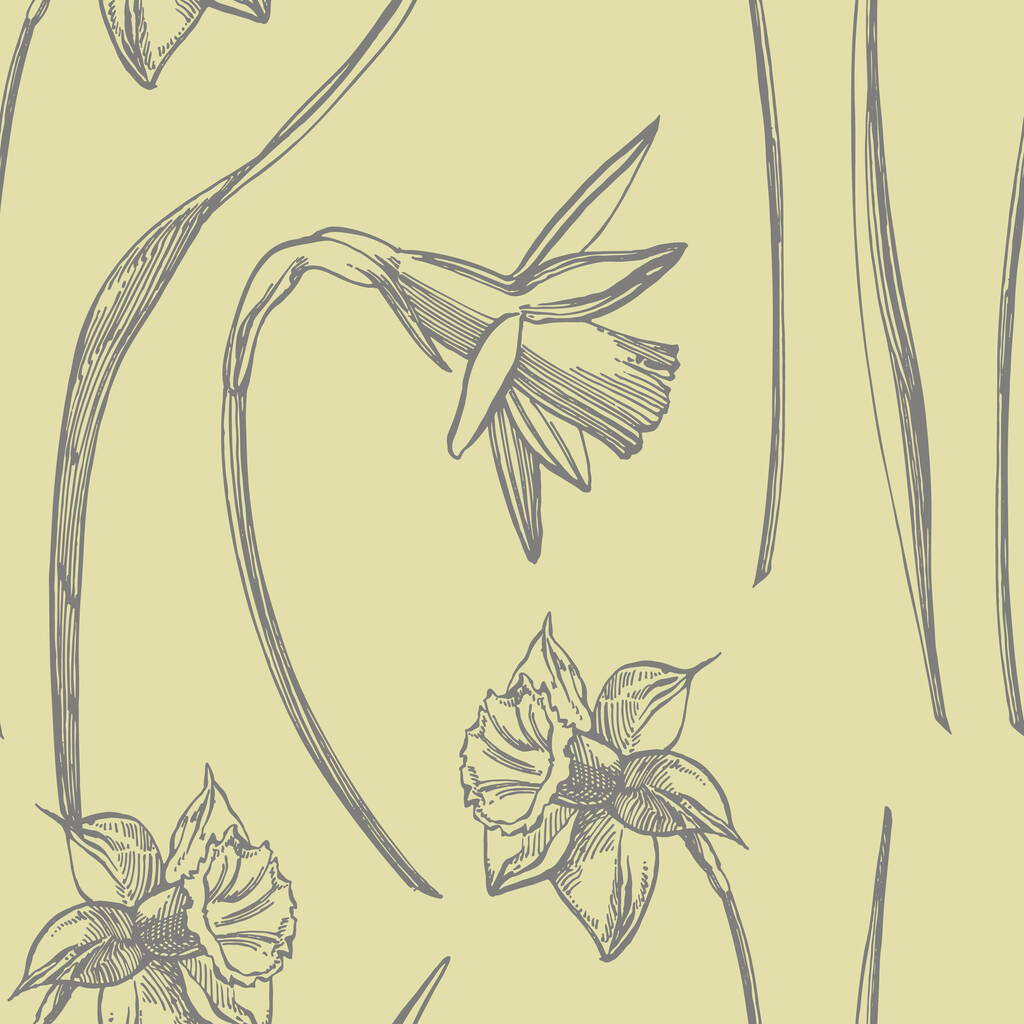 Daffodil vagy Narcissus virág rajzok. A kézzel rajzolt fekete-fehér nárcisz gyűjteménye. Kézzel rajzolt botanikai illusztrációk. Problémamentes minták - Vektor, kép