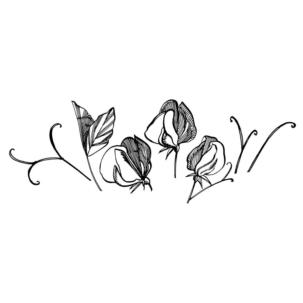 Beyaz arka planlar üzerinde çizgi sanatı ile tatlı bezelye çiçeklerçizim ve kroki. Tatlı bezelye çiçekleri ile Çiçek desen. Kumaş, kağıt, kartpostal için zarif şablon - Vektör, Görsel