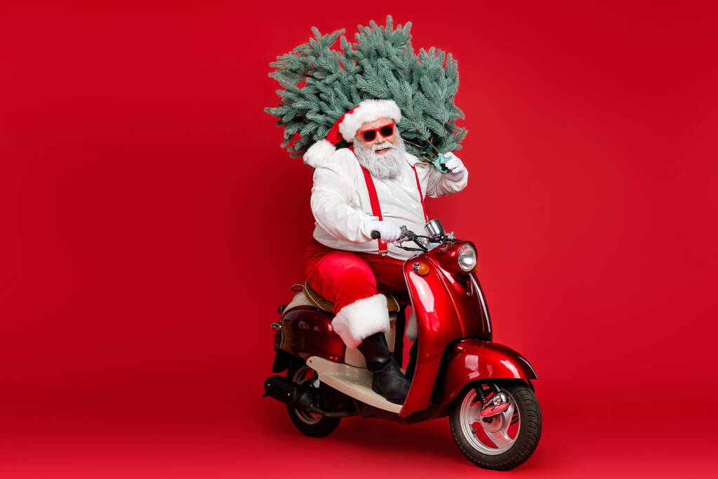 Portret jego ładny brodaty pozytywny wesoły wesoły funky Santa jazdy motorower przewożąc świeże naturalne drzewo zniżki wyizolowane na jasny żywy połysk żywy czerwony kolor tło - Zdjęcie, obraz