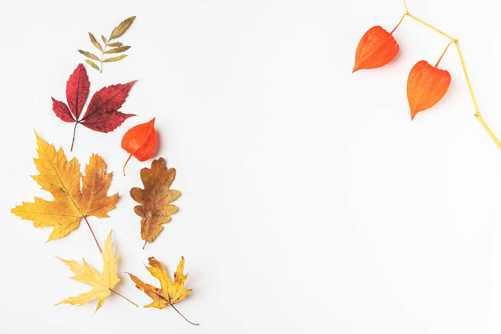 秋の葉のフレーム、白い背景、コピースペース. - 写真・画像