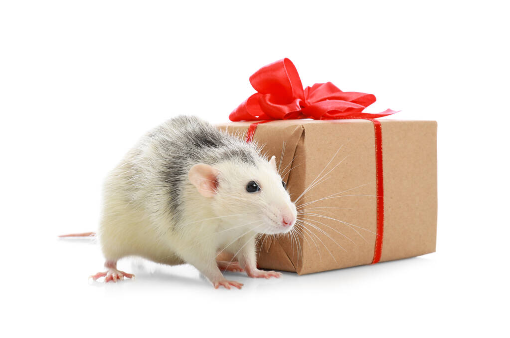 Słodki mały szczur i pudełko na białym tle. Chiński symbol noworoczny - Zdjęcie, obraz