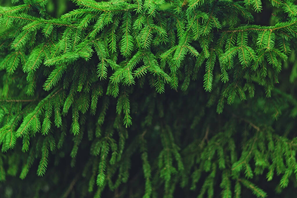 Evergreen rami di abete sfondo
 - Foto, immagini