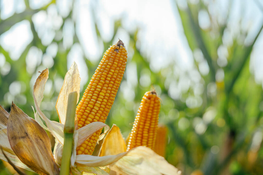A szántóföldi kukorica sárga fülét - Fotó, kép