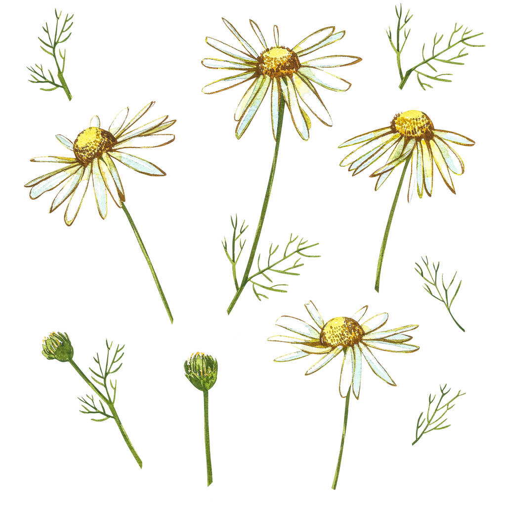 カモミールかデイジーの花束白い花デザインのための白い背景に現実的な植物のスケッチ、植物のスタイルで手描きイラスト. - 写真・画像