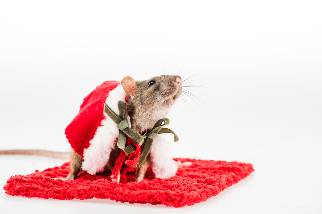 крыса в костюме на красной ковровой дорожке на белом фоне в Новый год
  - Фото, изображение