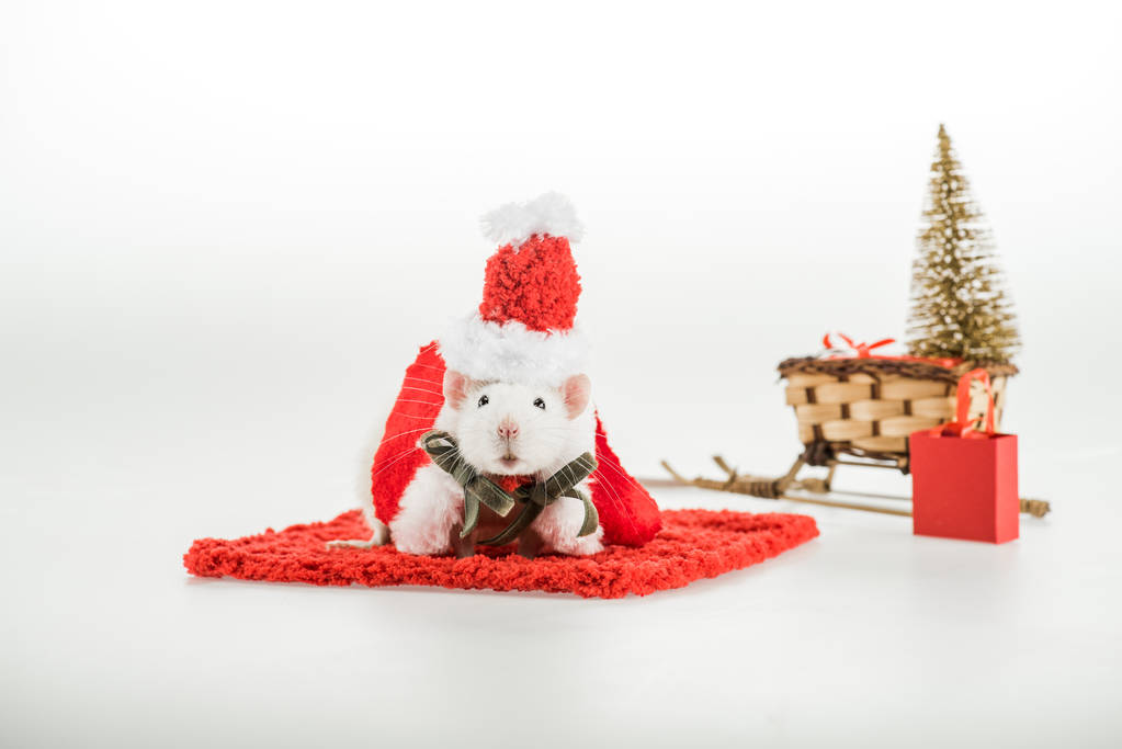 selektivní zaměření krysy v kostýmu a santa klobouku na červený koberec v Novém roce  - Fotografie, Obrázek