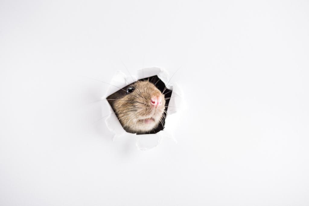 rata linda y marrón mirando a través del agujero en Año Nuevo
  - Foto, Imagen