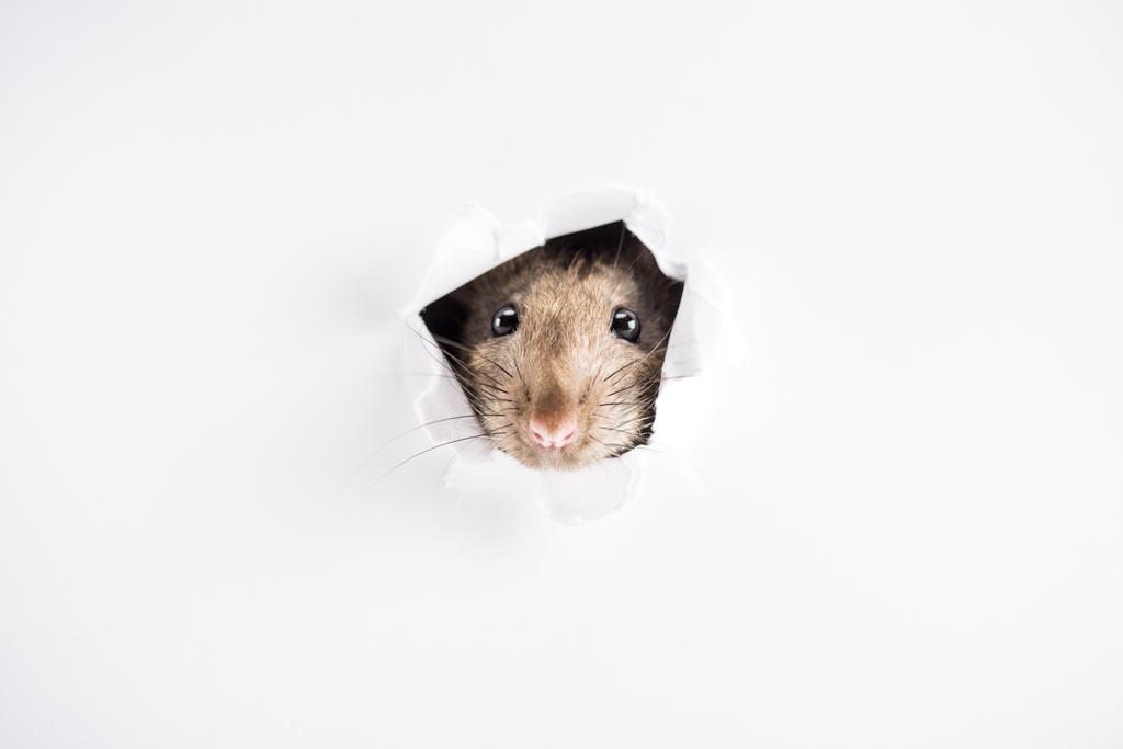 Niedliche und braune Ratte schaut im neuen Jahr durch Loch  - Foto, Bild