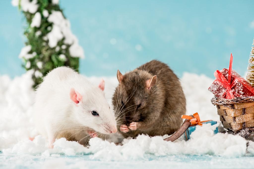 schattige ratten en rieten slee met geschenkdozen in Nieuwjaar  - Foto, afbeelding