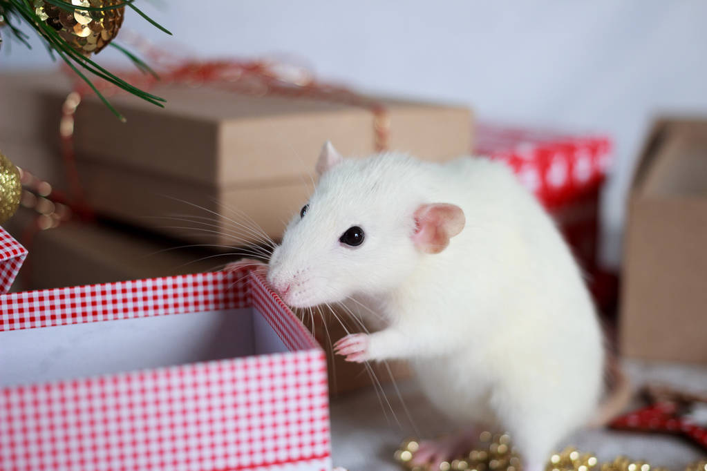 Символ белой крысы 2020 года. Китайский знак зодиака нового года с подарочными коробками и праздничными украшениями
 - Фото, изображение