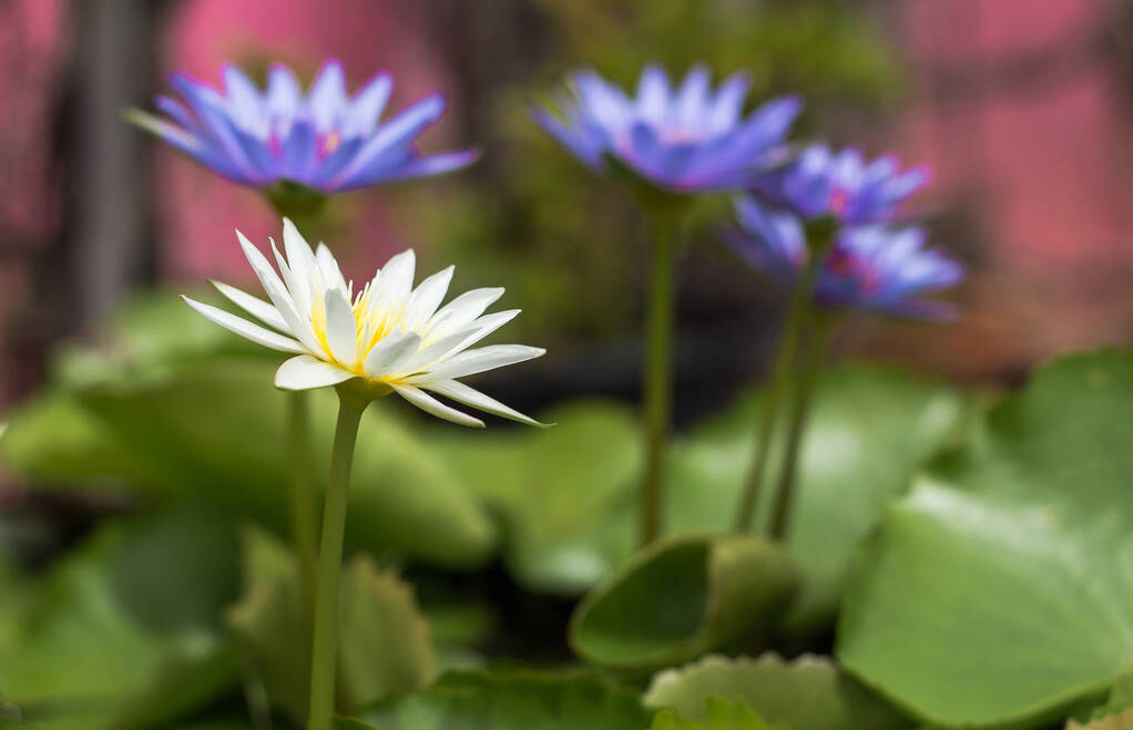 Purple lotus Water lily with green leaves in pond - Photo, Image