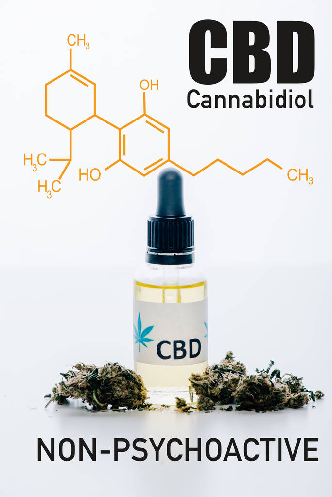 cbd oil in bottle near medical marijuana buds isolated on white with non-psychoactive cbd illustration - Photo, Image