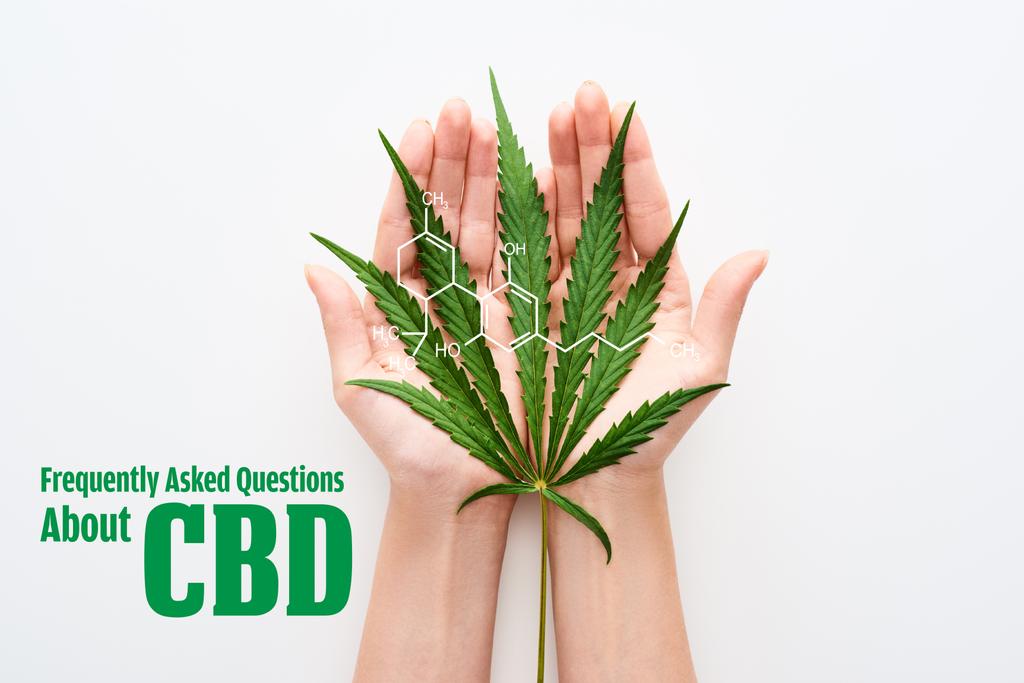 καλλιεργημένη άποψη της γυναίκας που κρατά φύλλα μαριχουάνας σε λευκό φόντο με συχνές ερωτήσεις σχετικά με την απεικόνιση CBD - Φωτογραφία, εικόνα