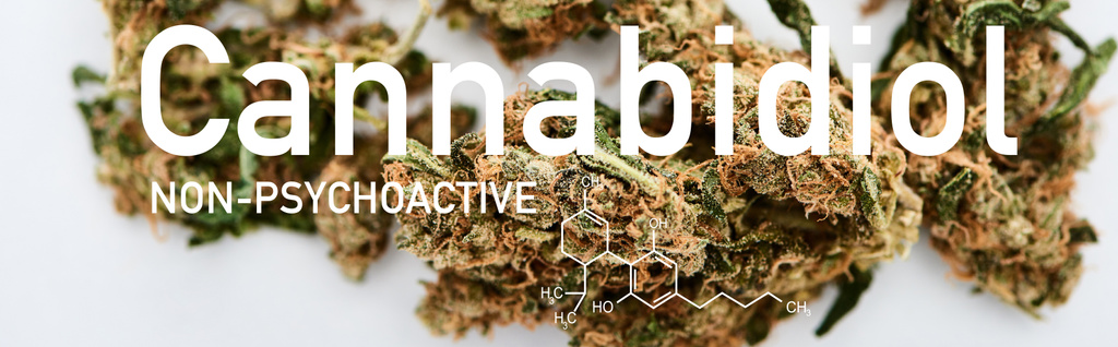 zbliżenie widok medycznych pąków marihuany na białym tle z ilustracją cząsteczki kannabidiolu, zdjęcie panoramiczne - Zdjęcie, obraz